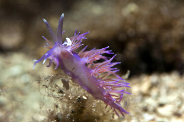 Kroatien, Mittelmeer-Veilchen Aeolid, Flabellina affinis - ZC000165