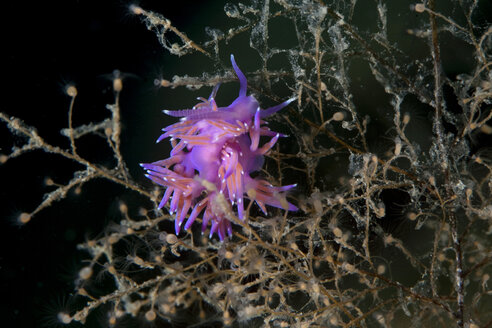 Kroatien, Mittelmeerveilchen Aeolid, Flabellina affinis, Paarung - ZCF000166