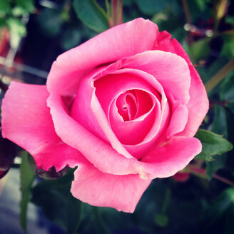 Pink rose - AFF000081