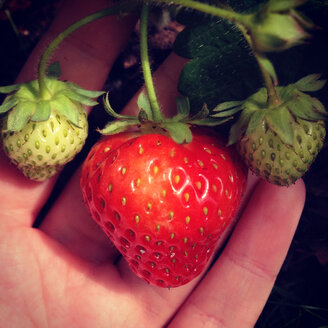 Erdbeeren in der Hand - AFF000110