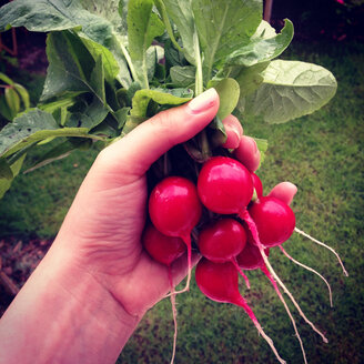 Radish in hand - AFF000111