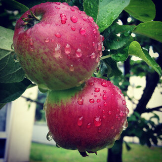 Äpfel auf einem Baum - AFF000114