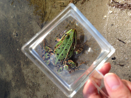 Grüner Frosch unter einem Vergrößerungsglas - AFF000120