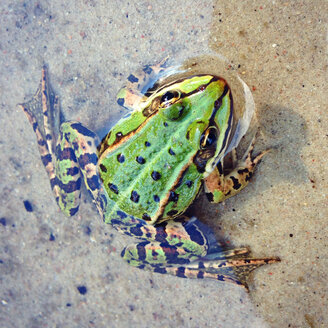 Green frog - AFF000121