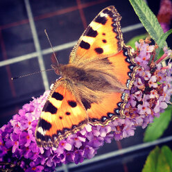 Schmetterling auf einer Blume - AFF000122