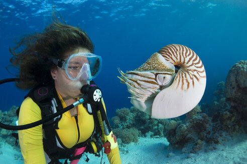 Ozeanien, Palau, Taucher beobachtet Palau Nautilus, Nautilus belauensis, im Pazifik - JWAF000205