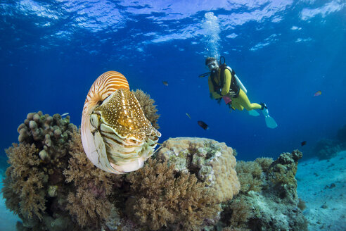 Ozeanien, Palau, Taucher beobachtet Palau Nautilus, Nautilus belauensis, im Pazifik - JWAF000200