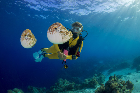 Ozeanien, Palau, Taucher beobachten Palau Nautilus, Nautilus belauensis, im Pazifik, lizenzfreies Stockfoto