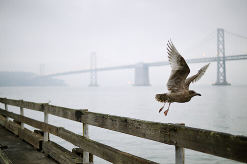 USA, California, San Francisco, seagull in front of Oakland Bay Bridge - BRF000721