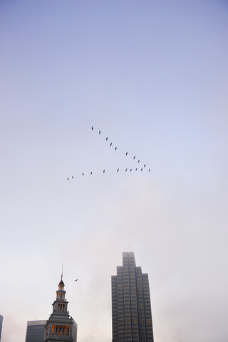 USA, Kalifornien, San Francisco, Pelikane über Ferry Building und Wolkenkratzern, lizenzfreies Stockfoto