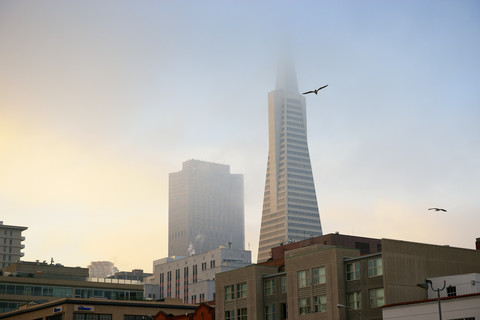 USA, Kalifornien, San Francisco, Transamerica Pyramid im Morgennebel, lizenzfreies Stockfoto