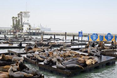 USA, Kalifornien, San Francisco, Seelöwen im Hafen am Pier 39 - BRF000744