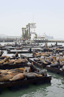 USA, California, San Francisco, sea lions in harbor at Pier 39 - BRF000745