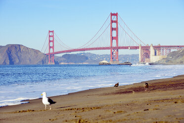 USA, Kalifornien, San Francisco, Möwen am Baker Beach und Golden Gate Bridge - BRF000700