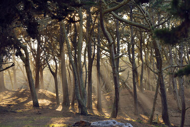 USA, Kalifornien, San Francisco, Sonnenstrahlen fallen durch Bäume in der Nähe von Baker Beach - BRF000764