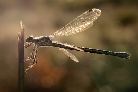 Smaragdlibelle, Lestes sponsa, im Gegenlicht, lizenzfreies Stockfoto