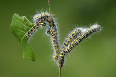 Fünf Raupen des Schwammspinners, Phalera bucephala, fressen ein Blatt eines Zweiges - MJOF000697