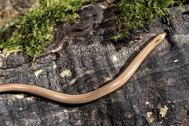 Blindschleiche, Anguis fragilis, auf Totholz - MJOF000698