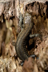 Common lizard, Zootoca vivipara, on wood - MJOF000699