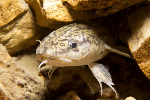 Austria, lake Wolfgangsee, burbot - YRF000053