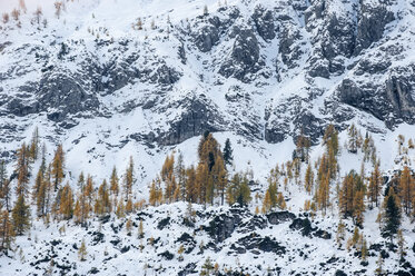 Austria, Salzburg State, Altenmarkt-Zauchensee, snow-capped cirque with larch trees - HHF004875