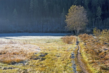 Austria, Styria, Ramsau am Dachstein, meadow with morning frost - HHF004894