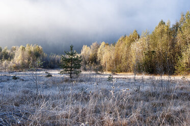 Österreich, Bundesland Salzburg, Mandling, Moorlandschaft mit Frost auf Gräsern - HHF004879