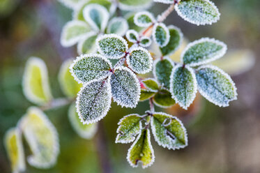 Morning frost on rosehip leaves - HHF004883