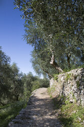 Italien, Venetien, Brenzone, Olivenhain, Wanderweg bei Campo di Brenzone - LVF001825