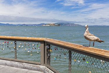 USA, Kalifornien, San Francisco, Seemöwe mit Blick auf Alcatraz Island - FOF007037