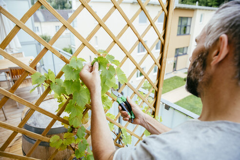 Mann schneidet Weinrebe auf seinem Balkon - MBEF001108