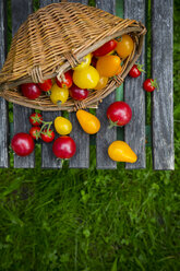 Basket of different organic heirloom tomatoes on wooden table in the garden - LVF001866