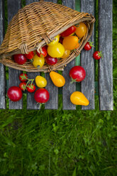 Korb mit verschiedenen Bio-Heirloom-Tomaten auf Holztisch im Garten - LVF001866