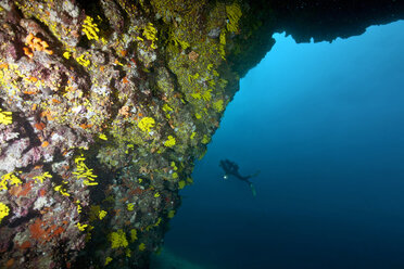 Croatia, Cres, Diver at coral reef - ZCF000179