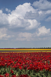 Deutschland, Tulpenfelder - ASCF000098