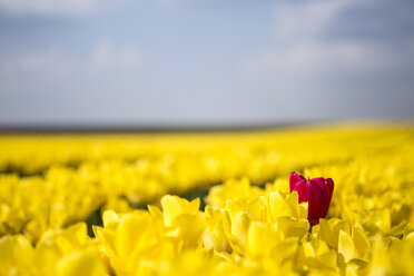 Deutschland, gelbes Tulpenfeld mit einzelner roter Tulpe - ASCF000100