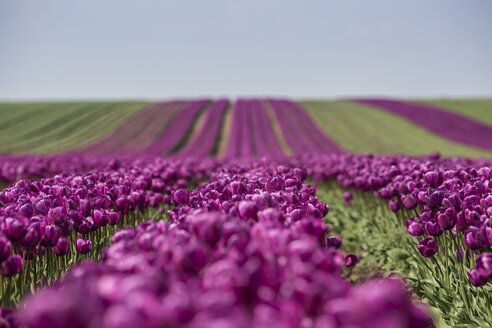 Germany, purple tulip fields - ASCF000101