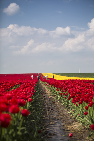 Germany, tulip fields with people in the background stock photo