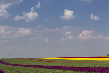 Germany, tulip fields with wind wheels in the background - ASCF000107