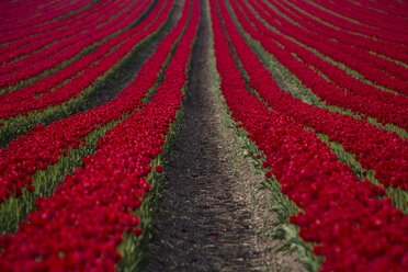 Deutschland, Reihen von roten Tulpen - ASCF000108