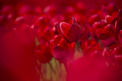 Germany, red tulip field stock photo