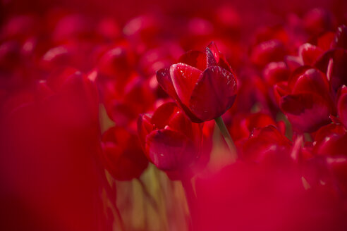 Germany, red tulip field - ASCF000103