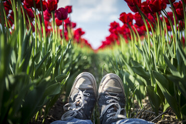 Deutschland, Füße einer Frau in einem roten Tulpenfeld - ASCF000109