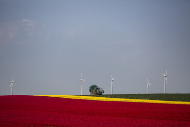 Deutschland, Tulpenfelder mit Traktor und Windrädern im Hintergrund - ASCF000102