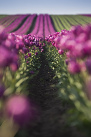 Deutschland, lila Tulpenfelder, lizenzfreies Stockfoto