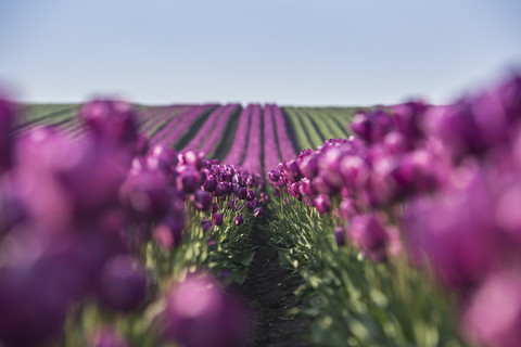 Deutschland, lila Tulpenfelder, lizenzfreies Stockfoto