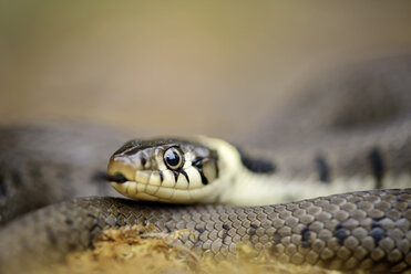 Grass Snake, Natrix natrix - MJOF000713