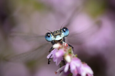 Smaragdlibelle, Lestes sponsa - MJOF000703