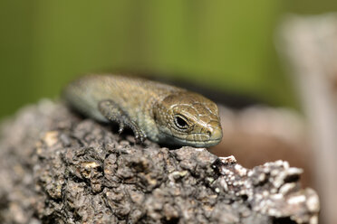 Common lizard, Zootoca vivipara - MJOF000705