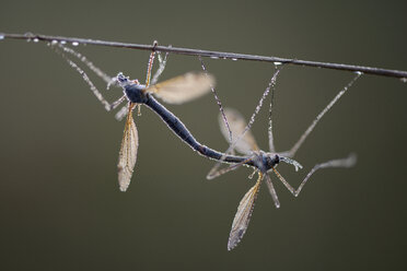 Zwei Kranichfliegen, Tipulidae - MJOF000706